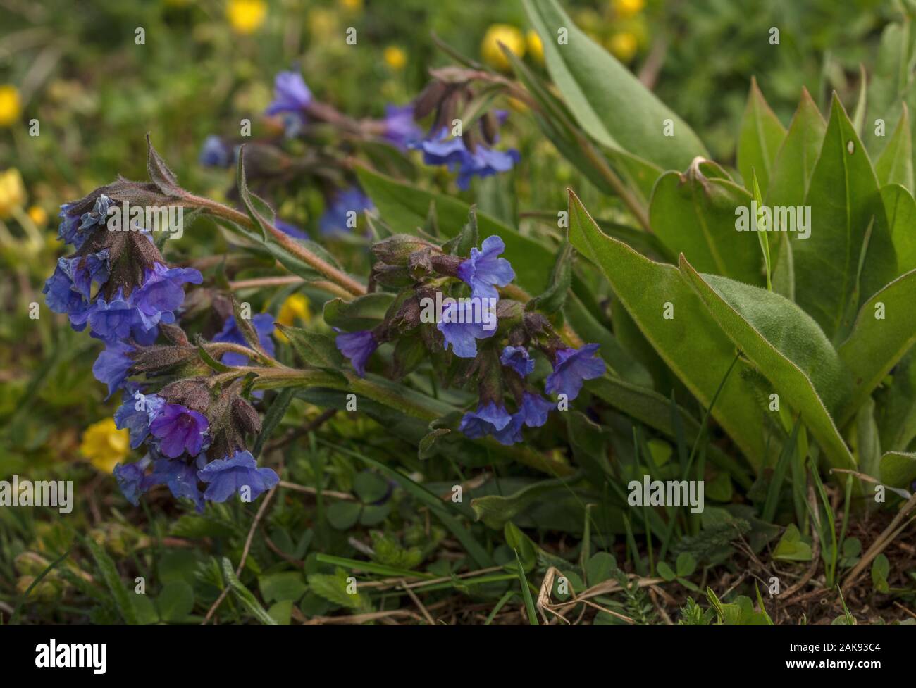 Herbe de la montagne, Pulmonaria montana en fleurs dans les prairies de montagne, mont Cenis, Alpes Françaises. Banque D'Images