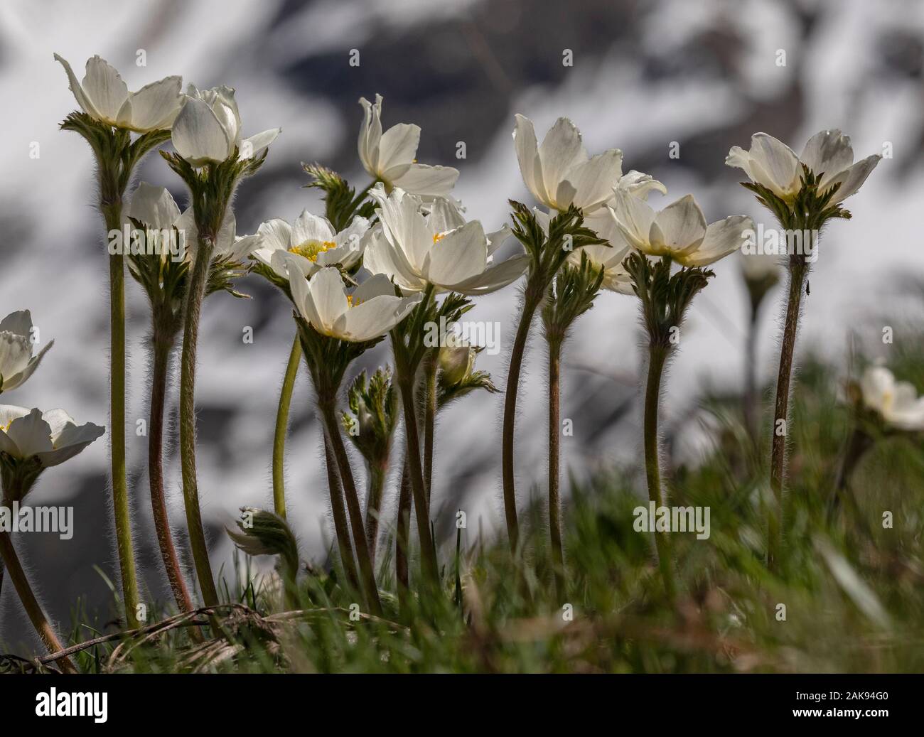 Pasqueflowers, Pulsatilla alpina alpine, en fleurs dans la prairie alpine, avec névé au-delà ; Vanoise, Alpes Françaises. Banque D'Images