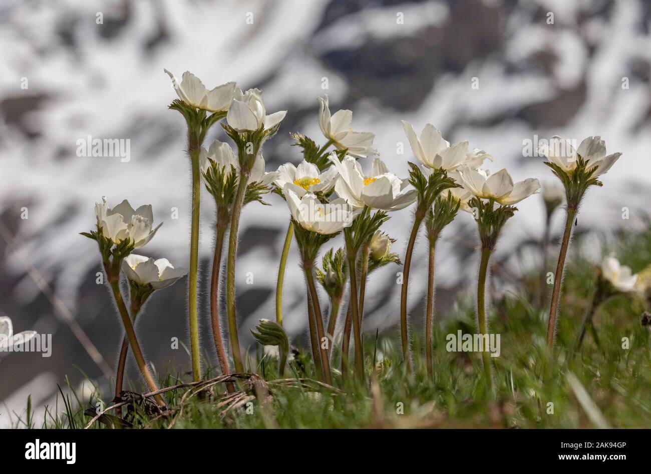 Pasqueflowers, Pulsatilla alpina alpine, en fleurs dans la prairie alpine, avec névé au-delà ; Vanoise, Alpes Françaises. Banque D'Images