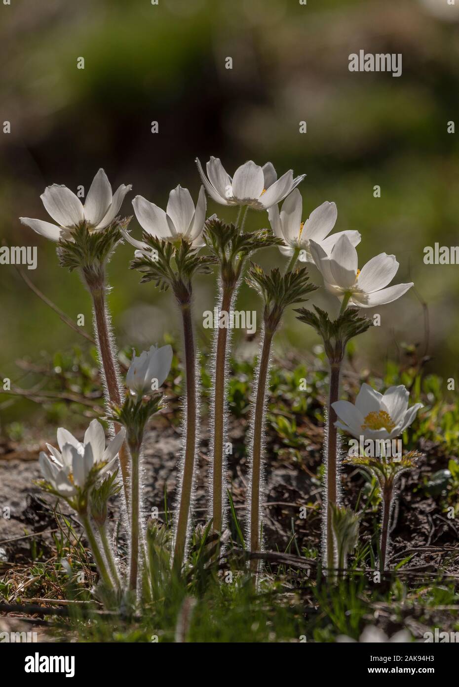 Pasqueflowers, Pulsatilla alpina alpine, en fleurs dans la prairie alpine, Vanoise, Alpes Françaises. Banque D'Images