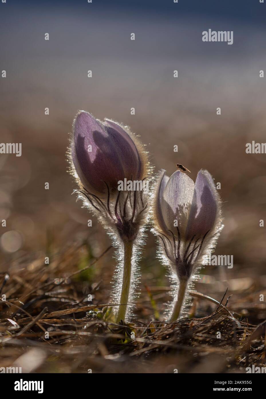 Printemps pasqueflower Pulsatilla vernalis en fleurs, à l'alpage, Alpes Françaises. Lumière du soir. Banque D'Images