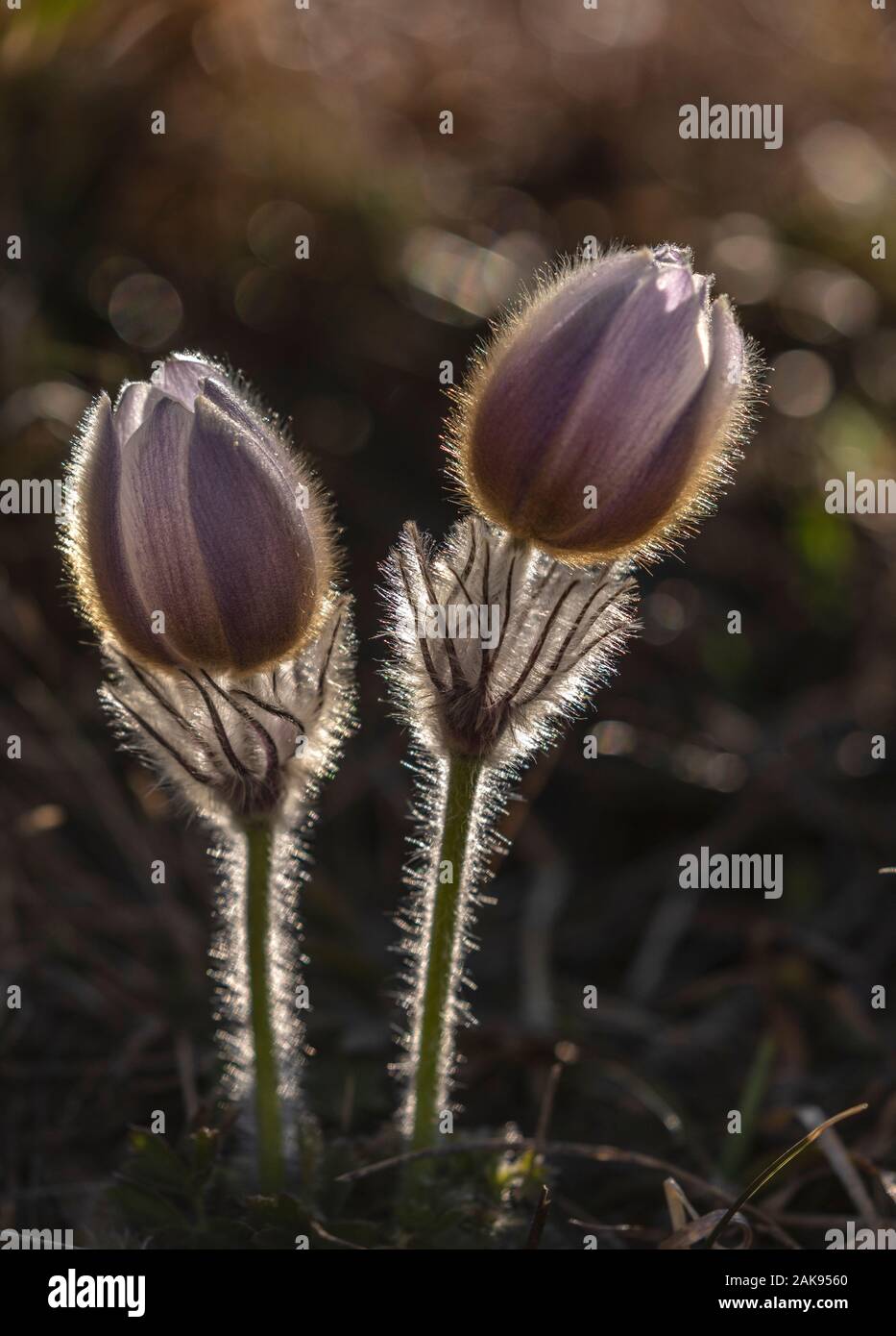 Printemps pasqueflower Pulsatilla vernalis en fleurs, à l'alpage, Alpes Françaises. Lumière du soir. Banque D'Images