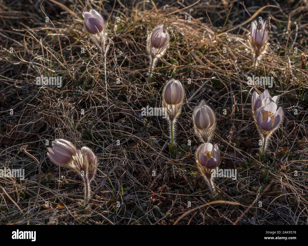 Printemps pasqueflower Pulsatilla vernalis en fleurs, à l'alpage, Alpes Françaises. Lumière du soir. Banque D'Images