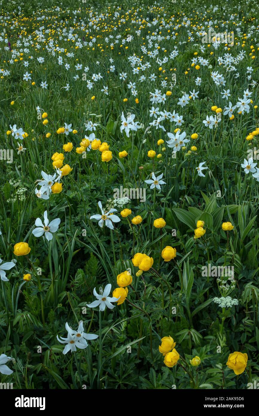 Une prairie alpine sur le Col du Lautaret, avec Pheasant's eye, Globeflowers Spignel, et Blanc, faux Helleborine. Alpes françaises. Banque D'Images