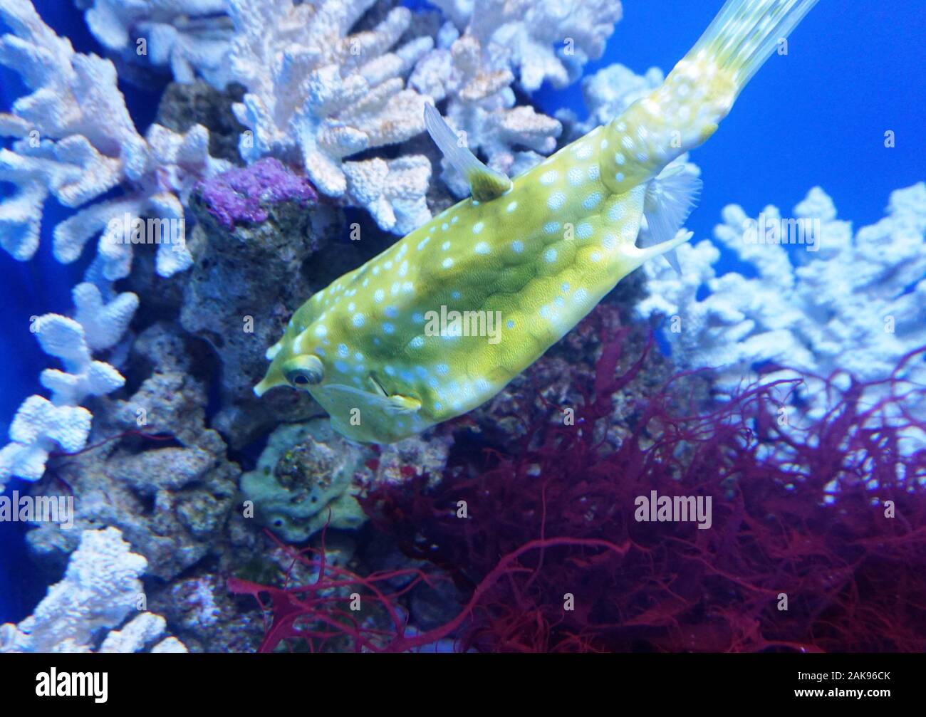 Poisson jaune sea cow nage entre les algues close-up Banque D'Images