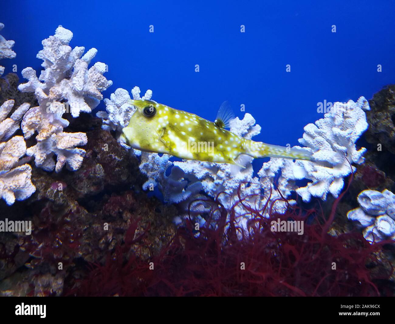 Poisson jaune sea cow nage entre les algues close-up Banque D'Images
