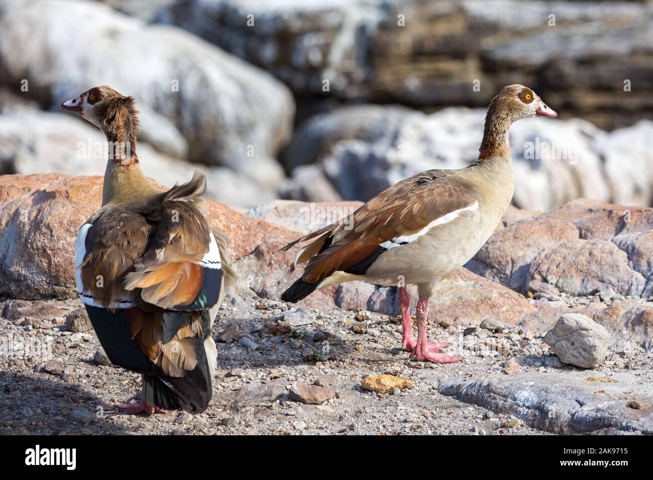 Deux oies égyptiennes (Alopochen aegyptiaca) debout sur des rochers près de la côte, Afrique du Sud Banque D'Images