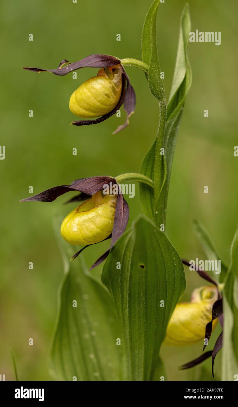 Lady's Slipper Orchid, Cypripedium calceolus en fleurs en défrichement des terres forestières. Banque D'Images