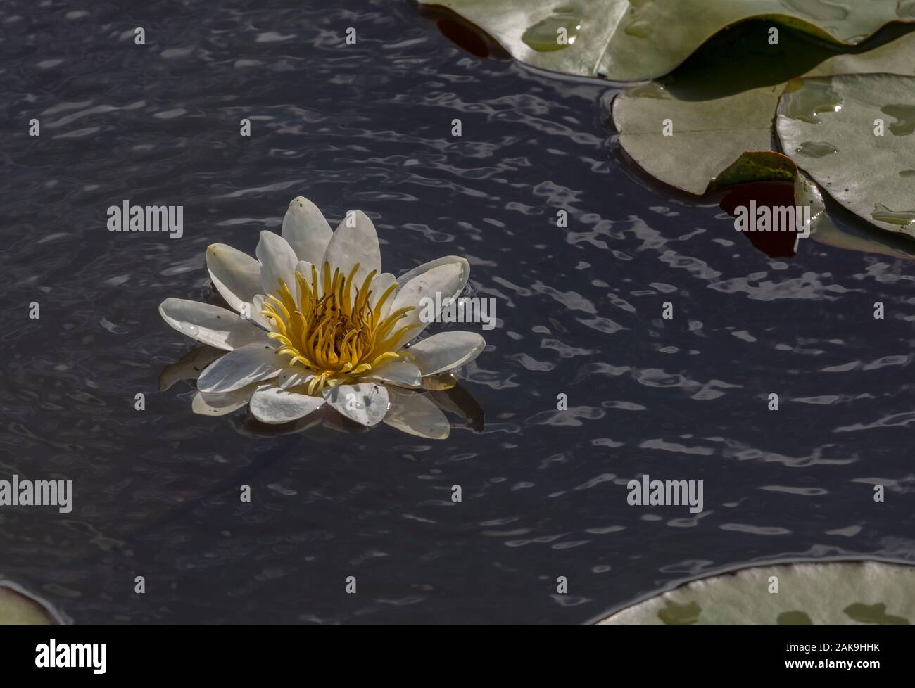 Nénuphar blanc, Nymphaea alba en fleurs en acide profonde piscine. Banque D'Images