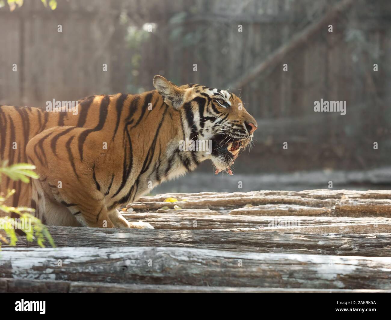 Libre de manger la viande crue tigre du Bengale isolé sur fond Banque D'Images