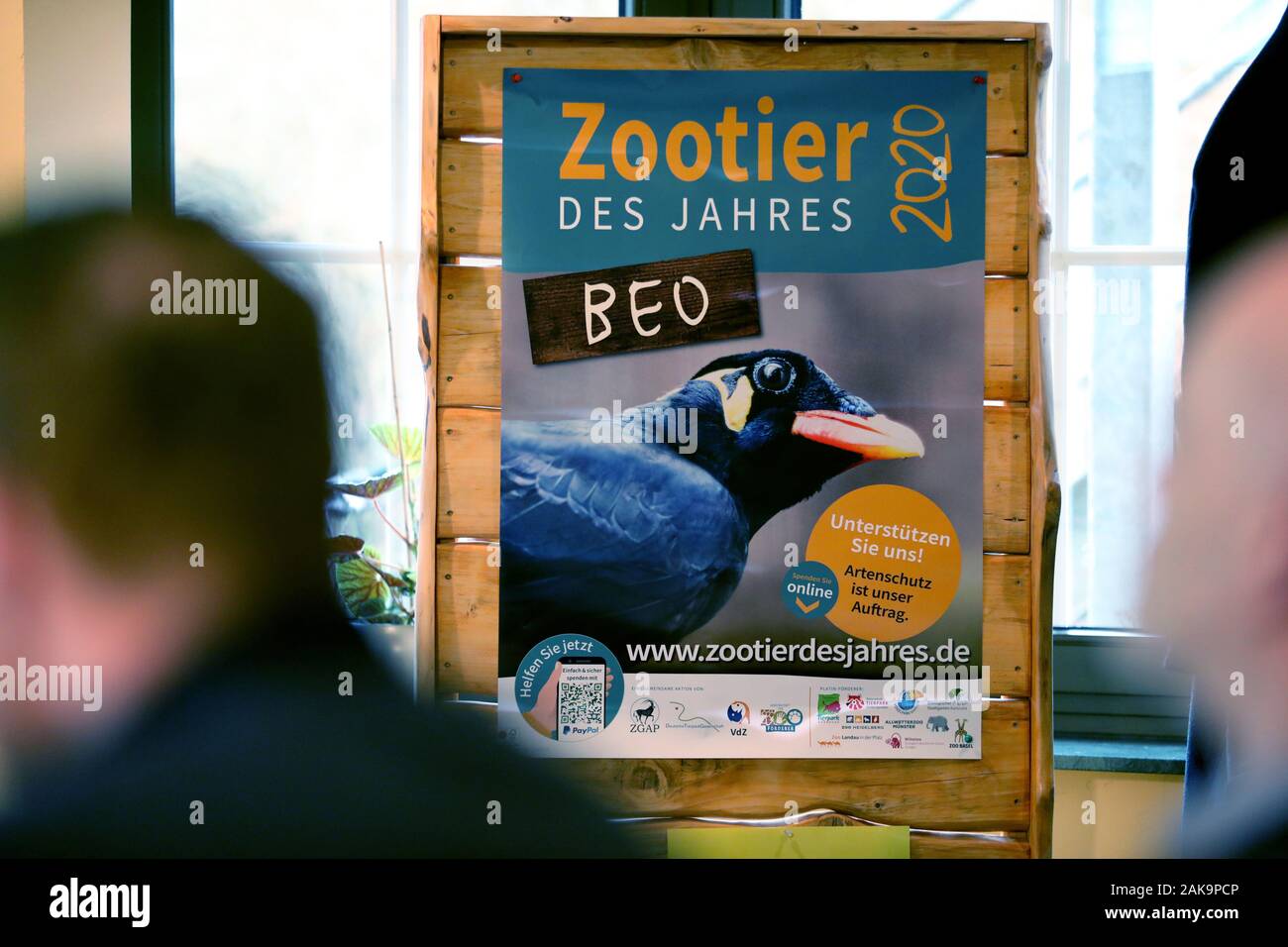 08 janvier 2020, Mecklembourg-Poméranie-Occidentale, Marlow : Lors d'un événement dans le parc des oiseaux, le BEA est voté Zoo Animal de l'année 2020. La population d'Asie du Bea a considérablement diminué au cours des dernières années, et certaines espèces sont en voie de disparition, la Société zoologique de l'espèce et la conservation de la population (ZGAP) a expliqué la décision. Photo : Bernd Wüstneck/dpa-Zentralbild/dpa Banque D'Images