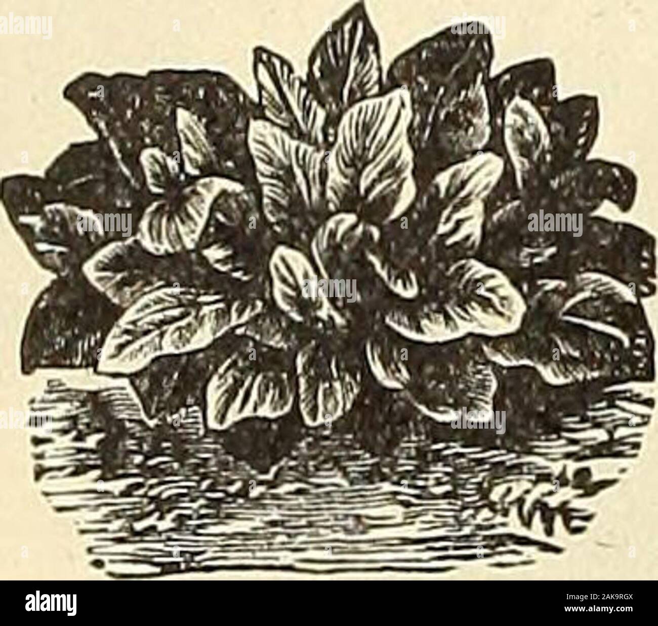La Maule Seed Catalogue : 1896 . Capucine.. SAIiAD de maïs. Banque D'Images