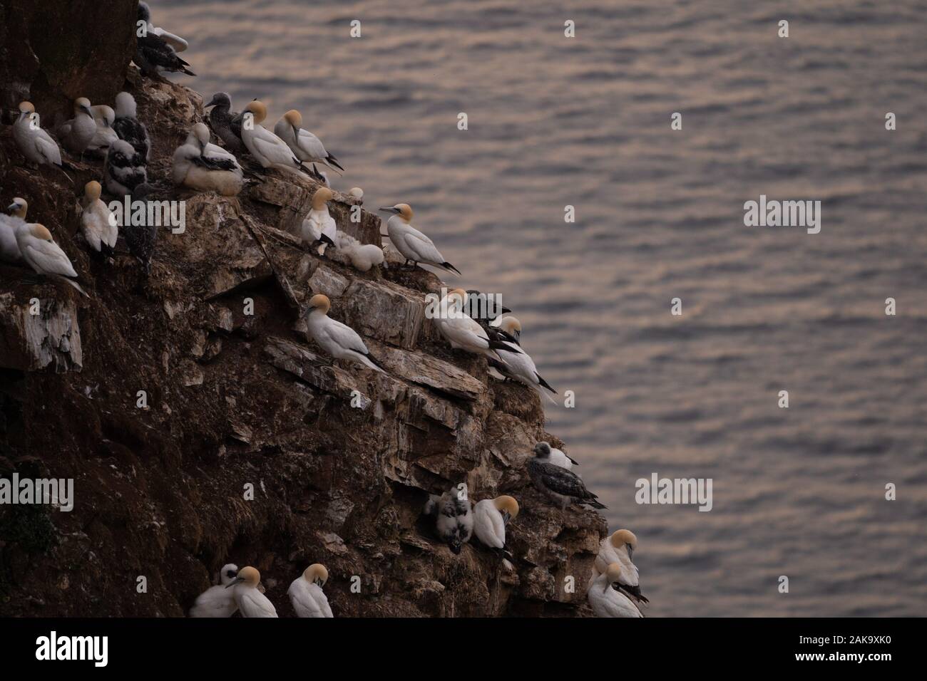 Groupe de fous de bassan sur les falaises au coucher du soleil, à la RSPB Troup Head Nature Reserve colonie, Aberdeenshire, Scotland, UK Banque D'Images