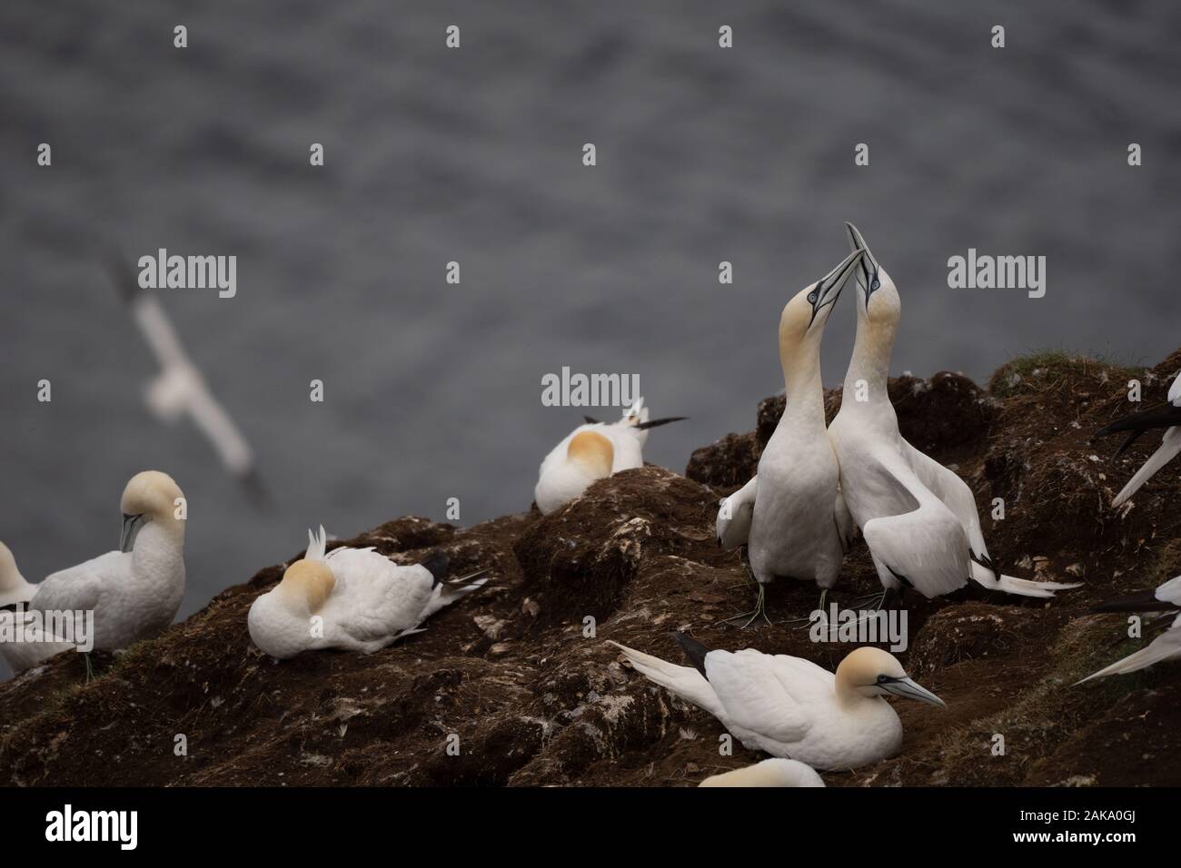 Paire de fous de bassan effectuant une parade nuptiale à la RSPB Troup Head Nature Reserve colonie, Aberdeenshire, Scotland, UK Banque D'Images