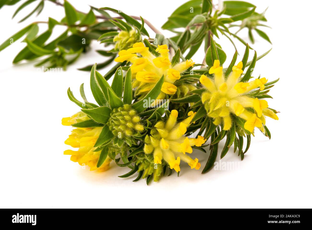 Anthyllis vulneraria fleurs isolé sur fond blanc Banque D'Images