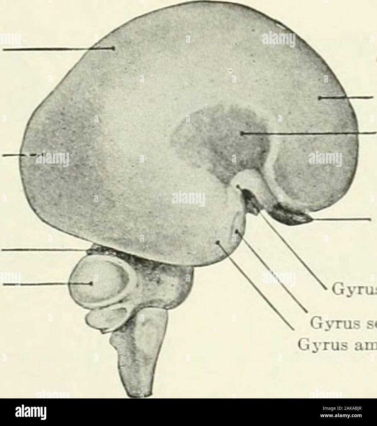 Diagramme De La Vue Latérale Du Cerveau Humain Banque d'image et photos ...