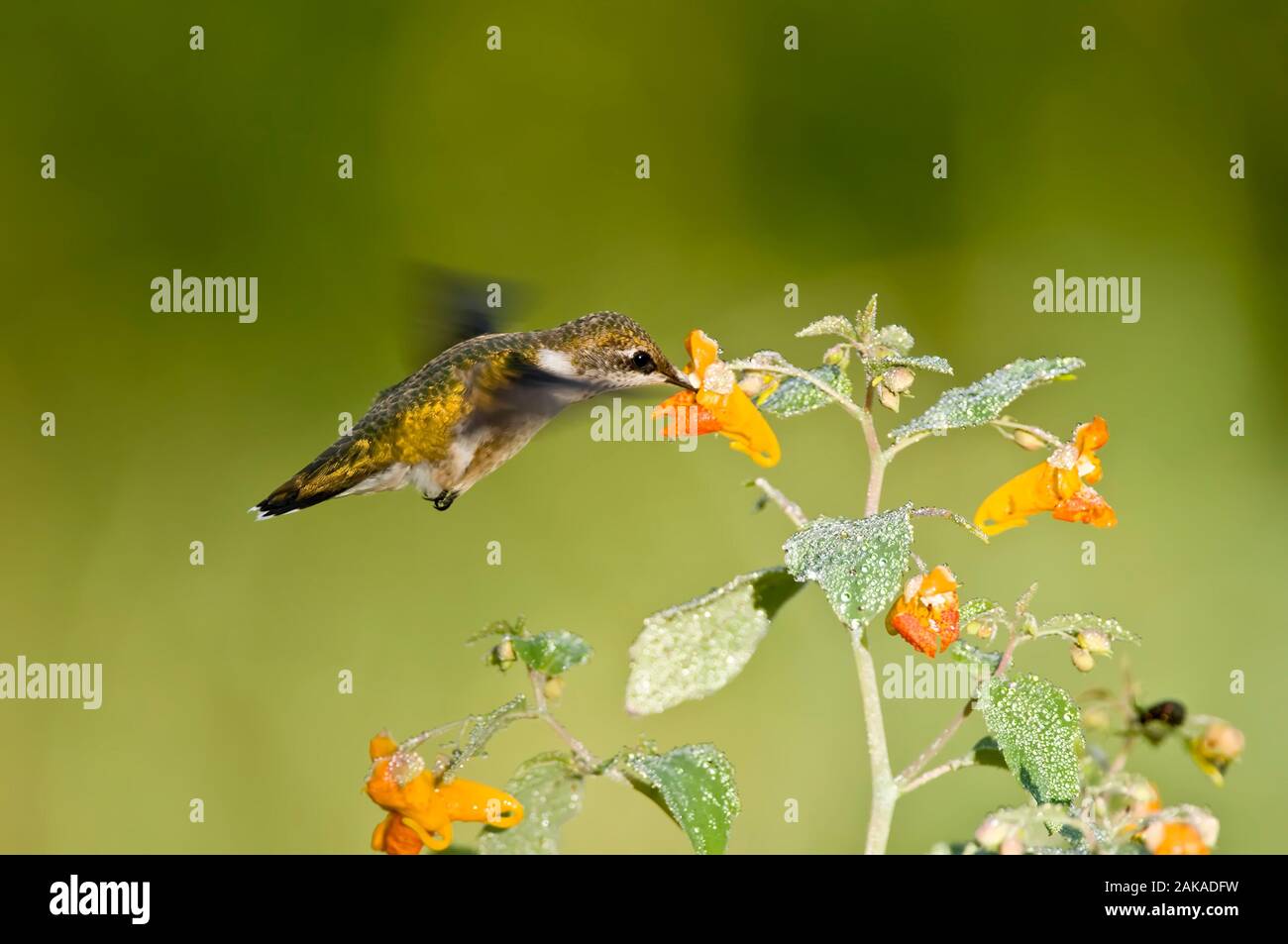 Sensation d'oiseau bourdonnant sur les fleurs Banque D'Images