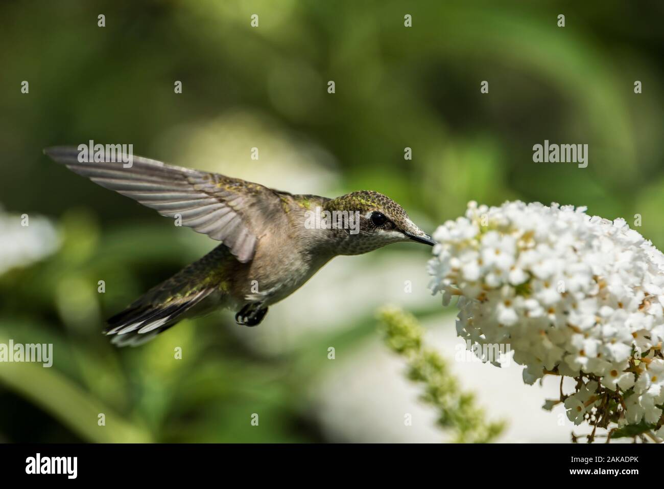 Sensation d'oiseau bourdonnant sur les fleurs Banque D'Images