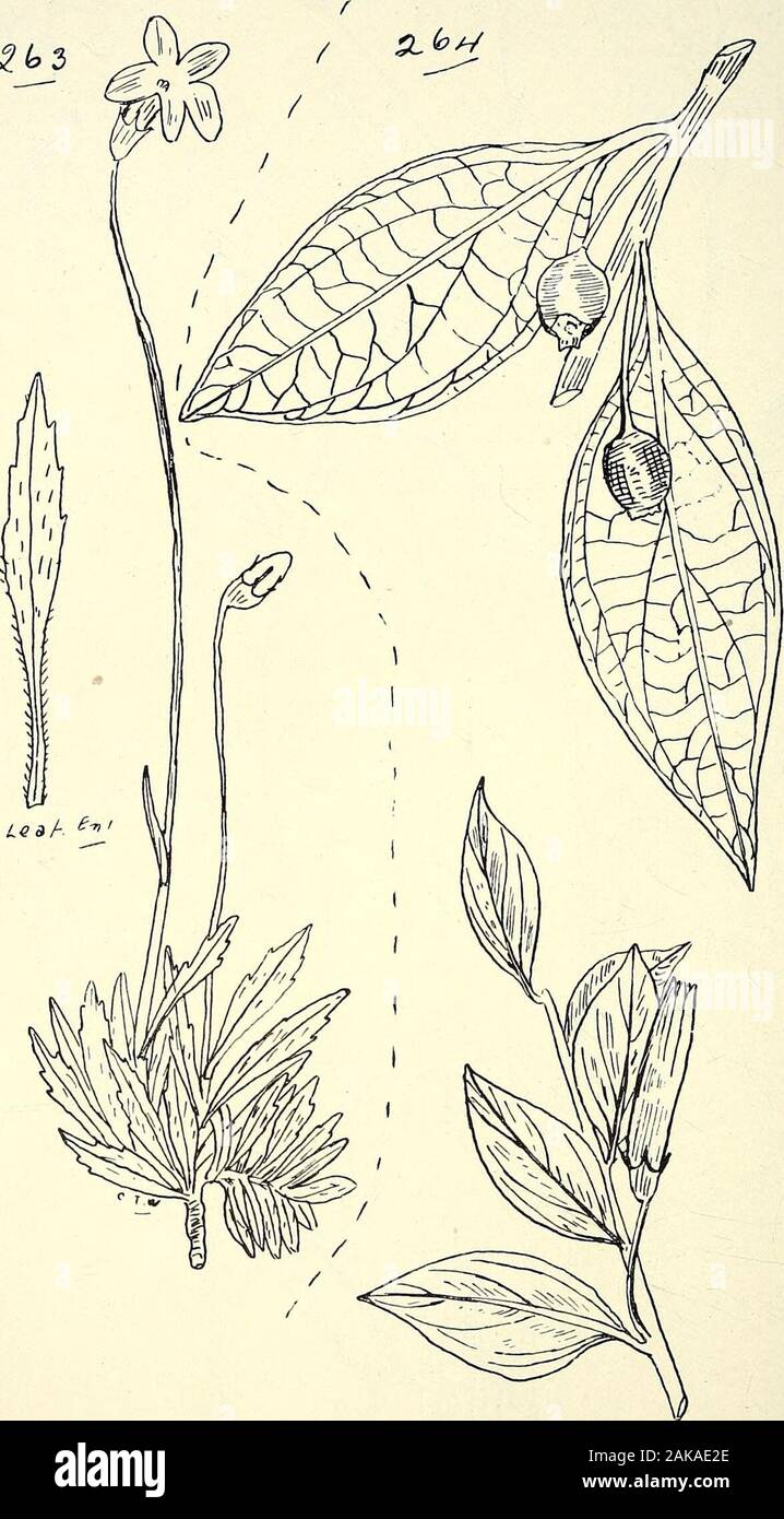 Catalogue complet des plantes du Queensland, les deux peuples et naturalizedTo qui sont ajoutés, si elle est connue, l'autochtone et d'autres noms vernaculaires ; avec de nombreuses illustrations et des notes sur les propriétés, caractéristiques, &c., des plantes . 261. Lilldl ISOSTOMA AXILLARIS,. 262. Wahlenbergia gracilis, A. DC, var. minutiflora, BaiL 290 LXVIII. CAMPANULACE^E.-LXIX. VACCINIACE^E. £t°3. 263. Wahlenbergia saxicola, A. DC. 264. Agapetes, Meiniana F.v.M. LXVIII. . CAMPANULACEtE-LXIX. VACCINIACE^E. L'ordre 291 LXVIII. CAMPANULACE^-. I. tribu-Lobelie Lobelia,^.Linn. Section I.-Holopogon. gibbosa, L Banque D'Images