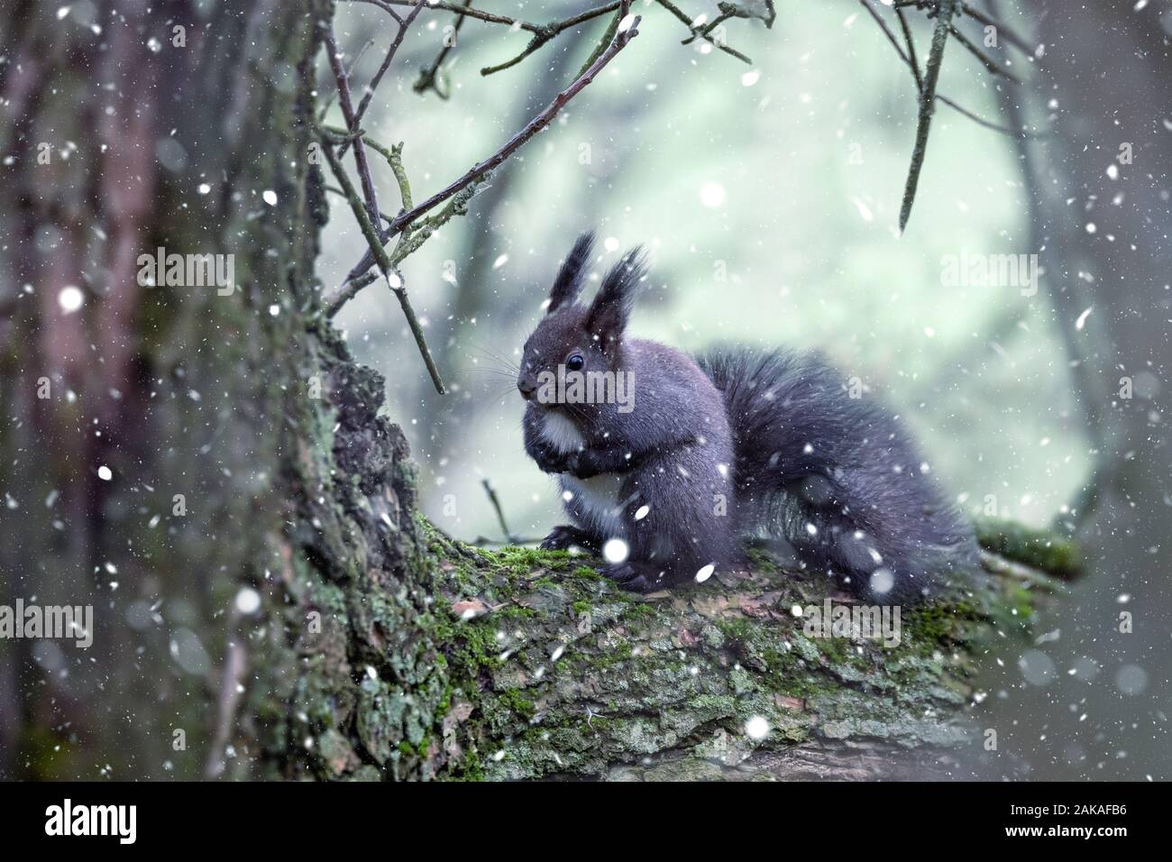 Écureuil forêt assis sur un tronc d'arbre avec des flocons de neige avec des graines en hiver, en République tchèque, l'Europe de la faune Banque D'Images