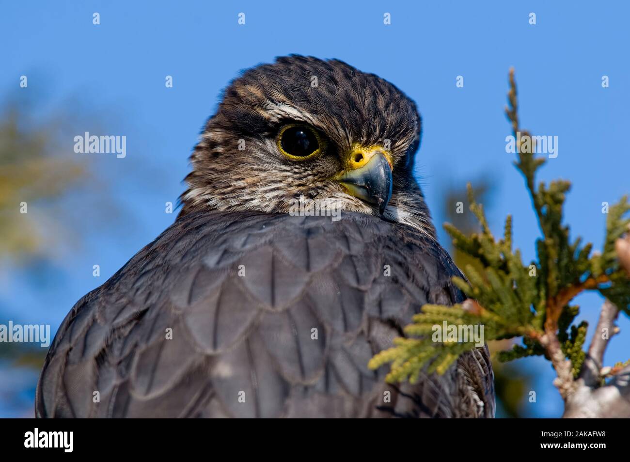 Falcon Merlin. Banque D'Images