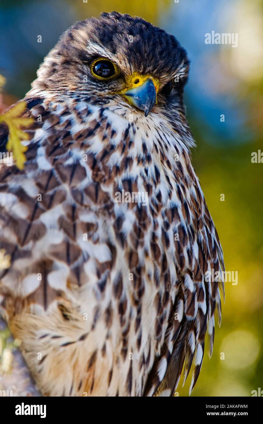 Falcon Merlin. Banque D'Images