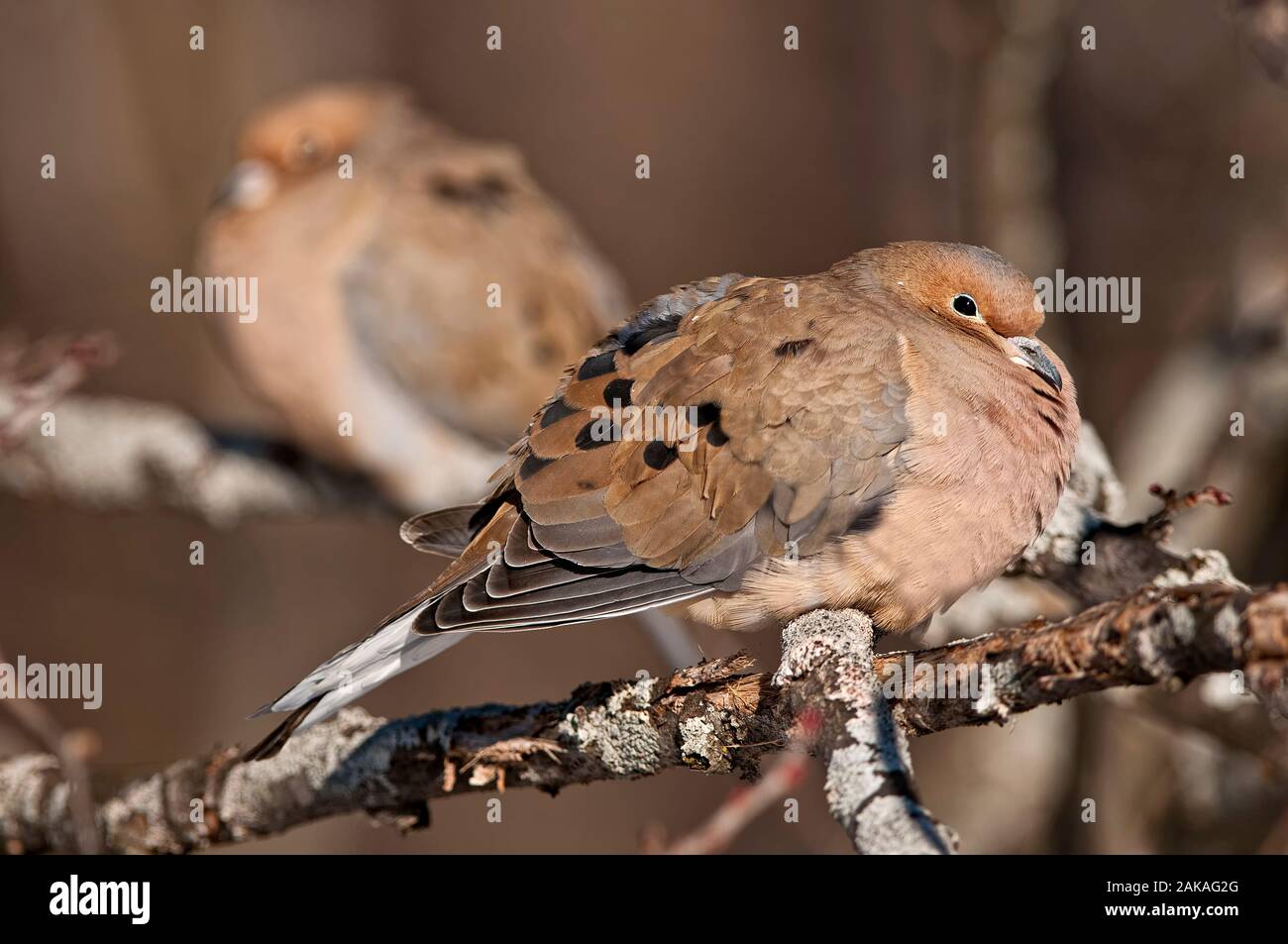 Deuil Dove sur la branche. Banque D'Images