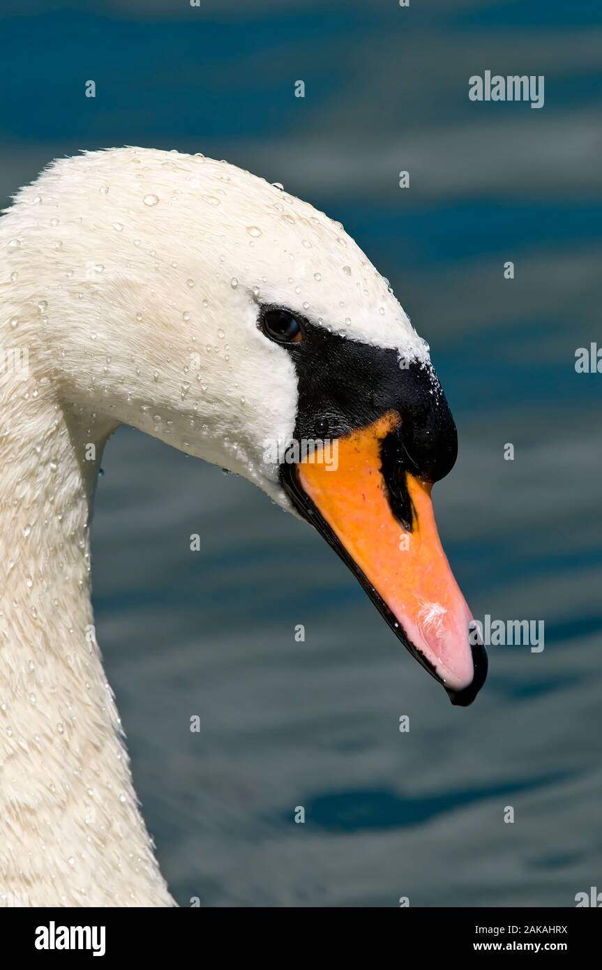 Fermer Swan En Sourdine. Banque D'Images