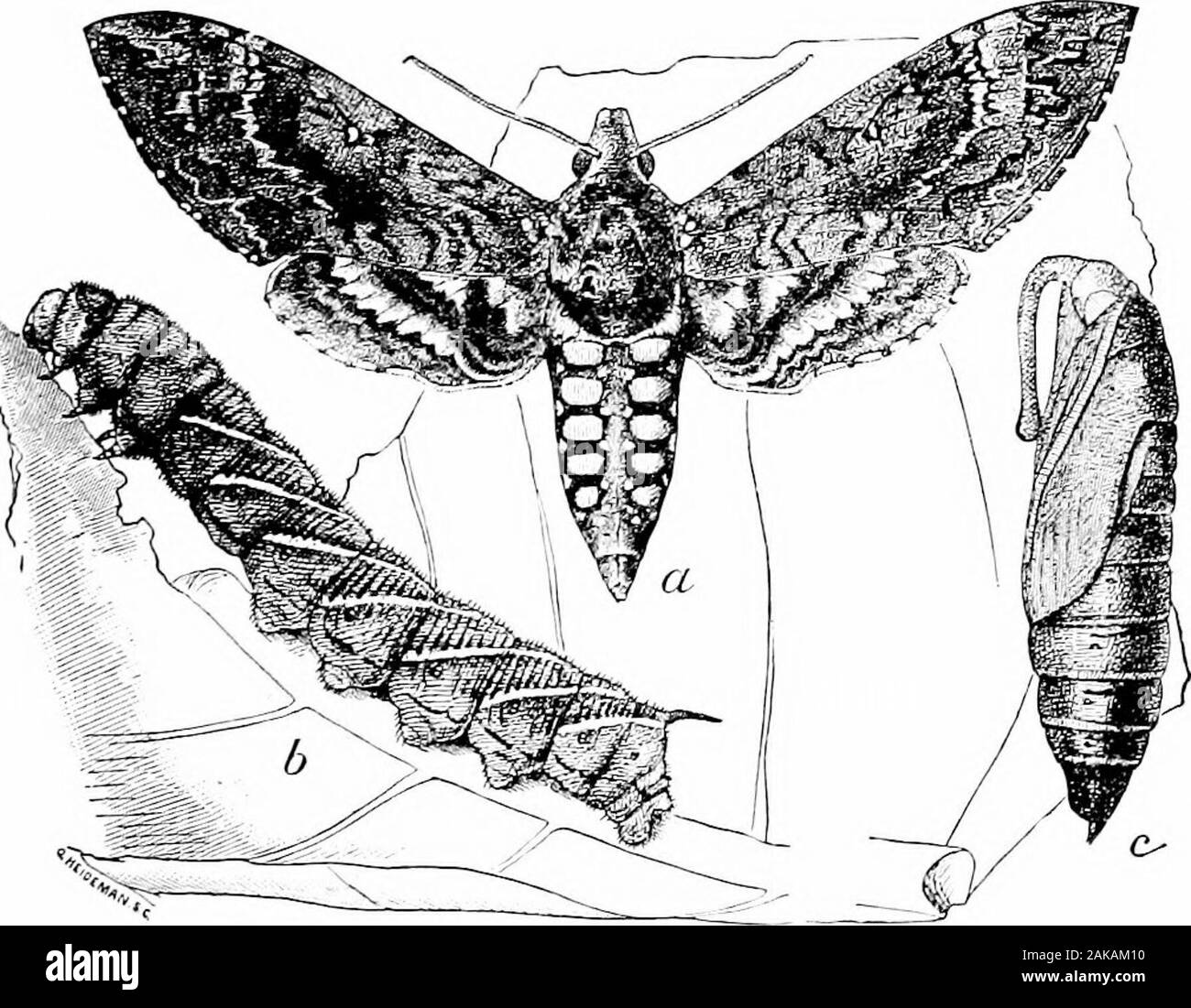 Le sud de grandes cultures (à l'exclusion des plantes fourragères) . attacksthe ver nématode des racines de plantes de tabac. Les méthodes d'combatingthis ravageur, y compris les rotations, sont abordés au paragraphe38.5. Pour le Sud ver {Protoparce tabac)Caroline poudrage ou pulvérisation à Paris en très vert diluer formis employées. En outre, les plants doivent être vermifugés tous les quelques daysj, qui est examiné aux fins ofkilling tous les insectes et les œufs qui peuvent être trouvés. Paris vert, dilué avec un matériau sec, est saupoudré sur thebuds ou les jeunes feuilles comme moyen de détruire les^^ liudA ornis-. Coupez-les vers sont par eomhated Banque D'Images