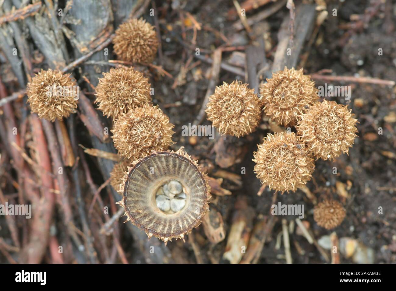 Cyathus striatus, connu sous le nom de nid d'oiseau à cannelures champignon ou splash cup, les champignons de la Finlande Banque D'Images