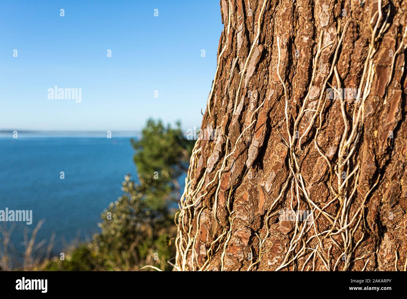 Close-up photographie couleur de tronc d'arbre de pin recouvert de lierre avec mort ciel ensoleillé en arrière-plan. Banque D'Images