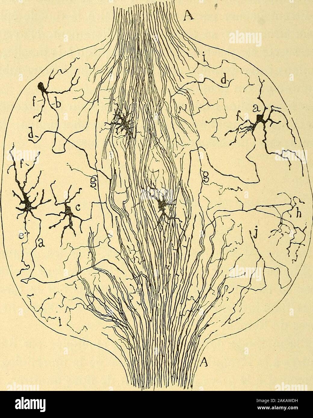 Les nouvelles idées sur la structure du système nerveux : chez l'homme et chez les vertébrés . phologie deces éléments, un grave inconvénient de nous le montrer, rom-pus et déformés, les prolongements cellulaires, rendant ainsiimpossible la poursuite de ces éléments je leursdernières ramifications. Afin de résoudre définitivement ce point intéressant, Koelli-ker a utilisé, il y a environ quatre ans (nov. 1889), la méthoderapide^de Golgi, qu il a appliquée particulièrement aux gan-glions cervicaux du sympathique du boeuf. Ce savant a con-firmé aussitôt lopinion classique de la multipolari Banque D'Images