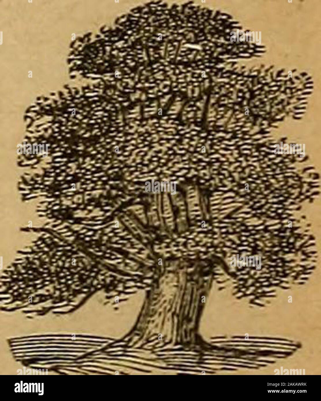 Pratique pratique dictionaryA Webster's Dictionary of the English language, donnant à l'orthographe, la prononciation et les définitions des mots basés sur l'Unabridged Dictionary de Noah Webster .. . Um. Voir nager. Balancé. Voir Swing. Sybarite, siba-rit, n. Une personne consacrée à luxuryand plaisir. - Sybarit-ic, -Leal, -rtfik-al, a. Pert.de, ou ressemblant à l', Sybarites ; téméraire. Sycomore : Déracine-toi, sika-min, n. Le mûrier-arbre. Sika-mor, sycomore, n. Un grand arbre allié à fig type séquentiel, trouvés en Syrie Egyptand theplane : en Amérique, arbre, ou buttonwood, iscalled par ce nom ; inEng. alarge espèce de ma Banque D'Images
