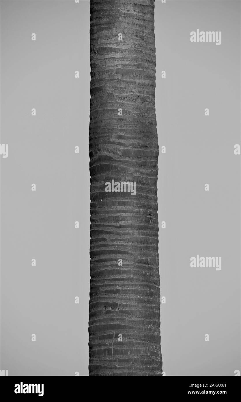 Close up of palm tige de l'arbre en noir et blanc Banque D'Images