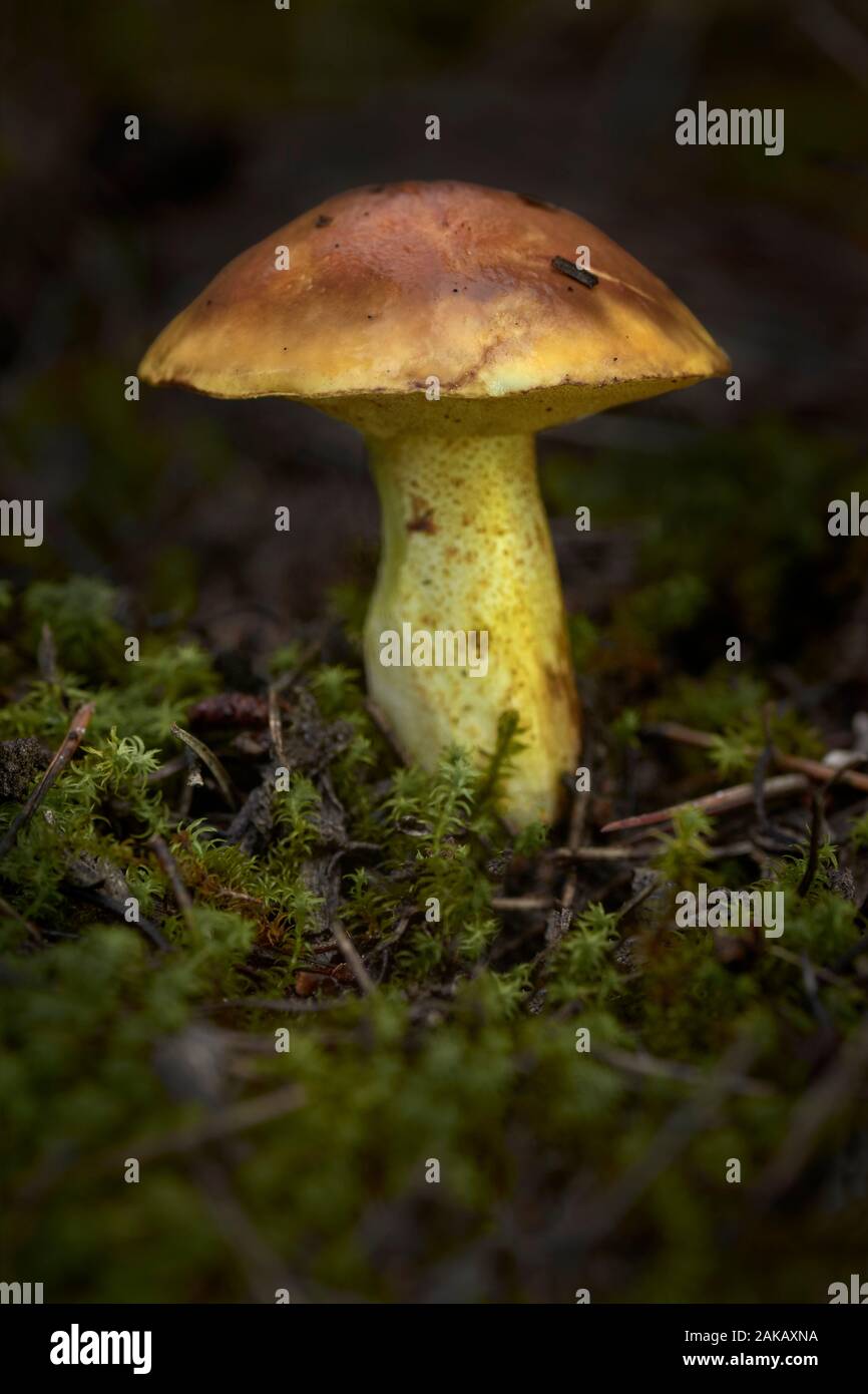 Suillus mediterraneensis sur mousse. Dans la forêt de champignons. Banque D'Images