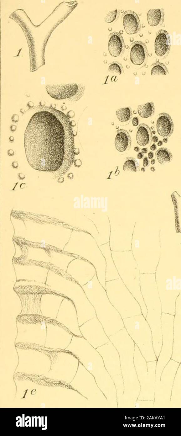 Sur la structure et les affinités du genre Monticulipora et ses sous-genres, avec des descriptions des espèces d'illustration critique . ction de la même, dix-huit fois élargie, montrant l'épaisseur des murs et de la forme angulaire corallites.Fig. 3/ Partie d'une section verticale de la même, dix-huit fois élargie.Fig. 4. Fragment de l'Strophonieua alteruata de shell, Conrad, avec une petite colonie o{ Mouticulipora Ferotiopora [) ( ?) Ortoni, Nich., accroissant sur elle, de la taille naturelle. Le groupe de Cincinnati de l'Ohio.Fig. 4 a. Partie de la surface de la même, agrandi 50 fois, montrant l'peculia Banque D'Images