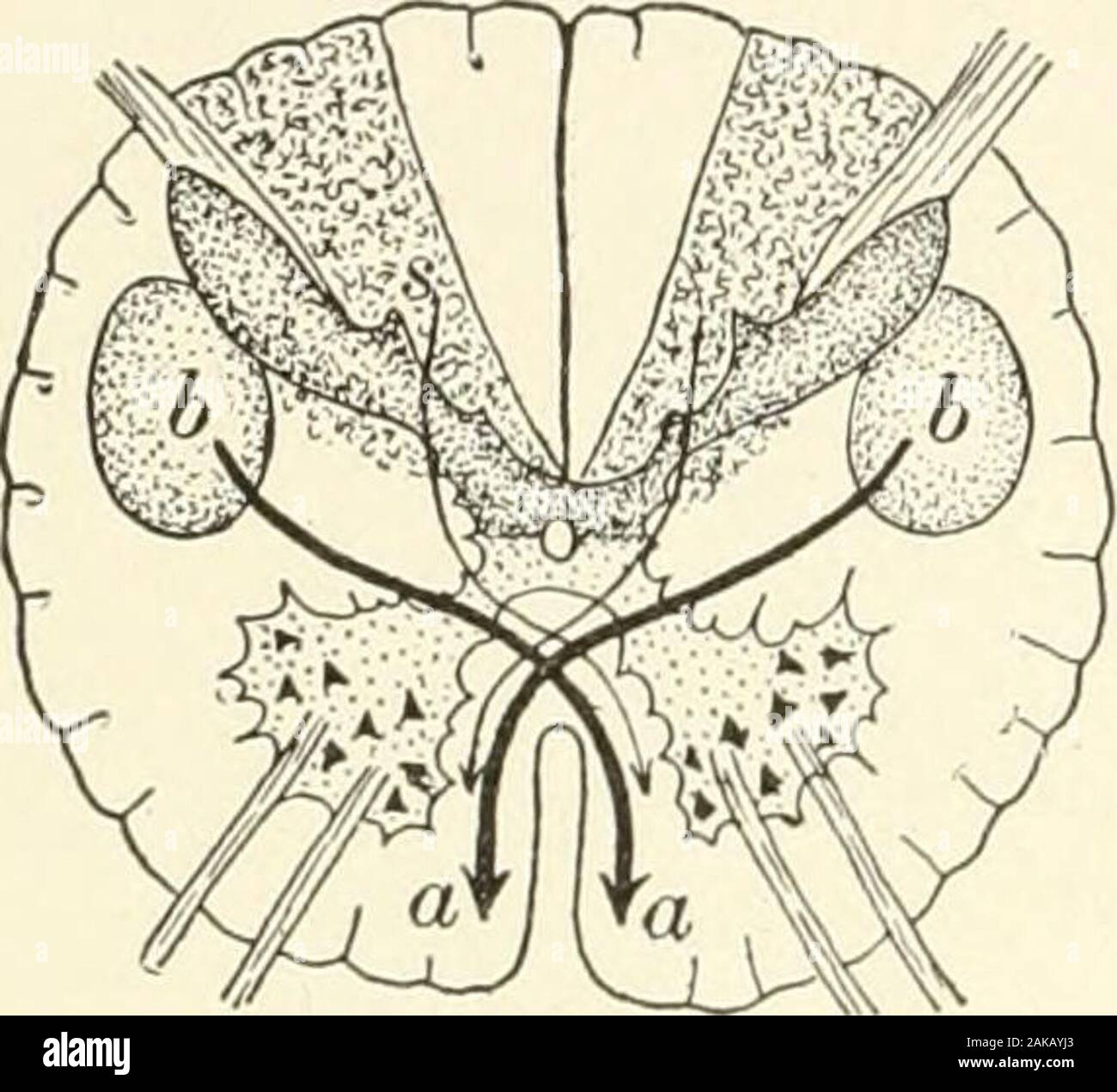 histologie de la substance blanche de la moelle épinière