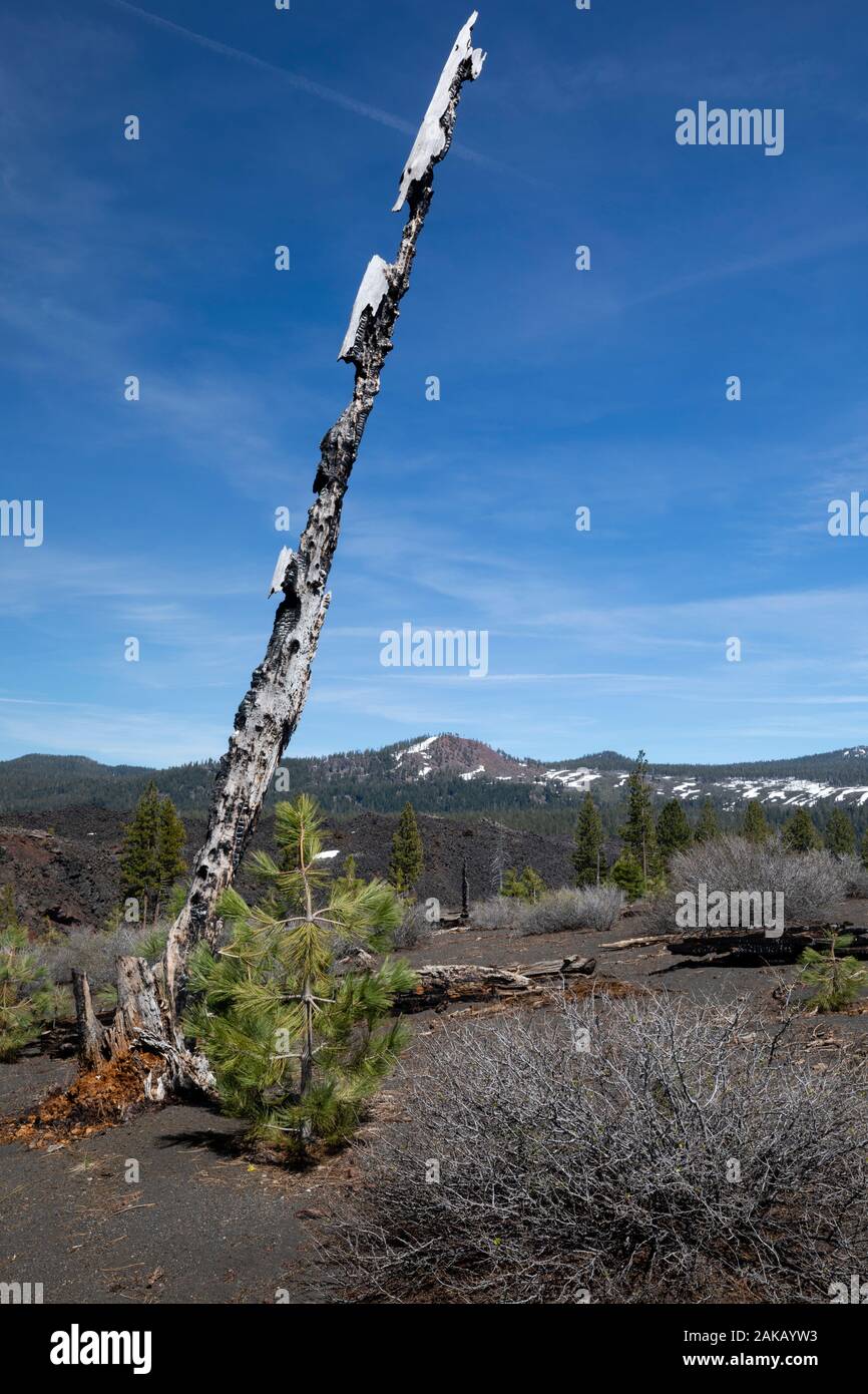 Avis de leaning tree trunk, Lassen Volcanic National Park, California, USA Banque D'Images