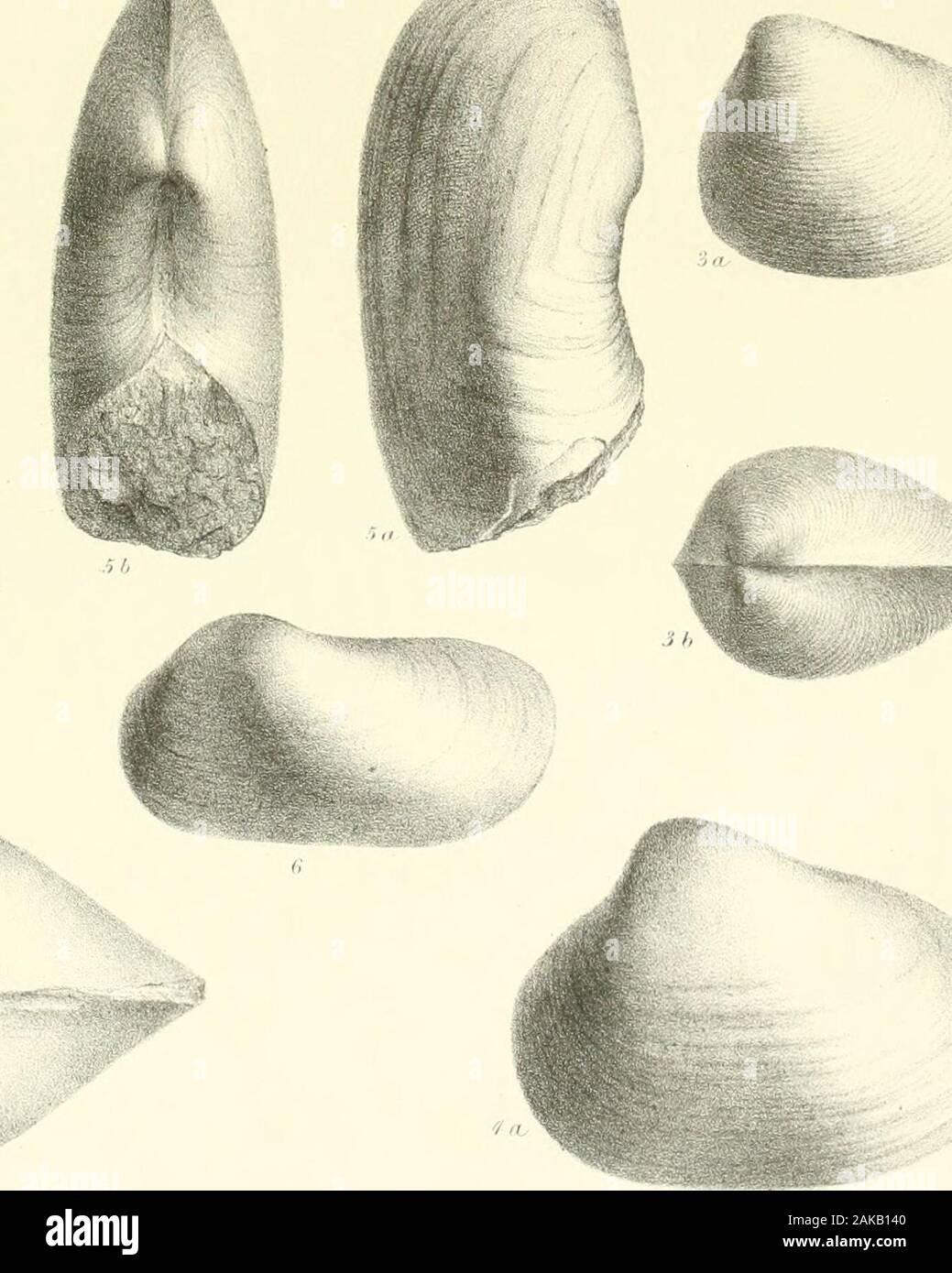 Une monographie des mollusques de la Grande Oolite principalement de Minchinhampton et la côte du Yorkshire . Onglet. XI. Fig. 1. Pholadomya solitaria, p. 123. 2. Myacites calceiformis, p. 113. 3. Goniomya literata, p. 119. 4. Anatina undulata, p. 188. 5. 5a. Myacites Vezelayi, p. 111. 6. 6a. Anatina plicatella, p. 118. 7. la. Pholadomya socialis, p. 122. VTVvc .tab. XT. Banque D'Images