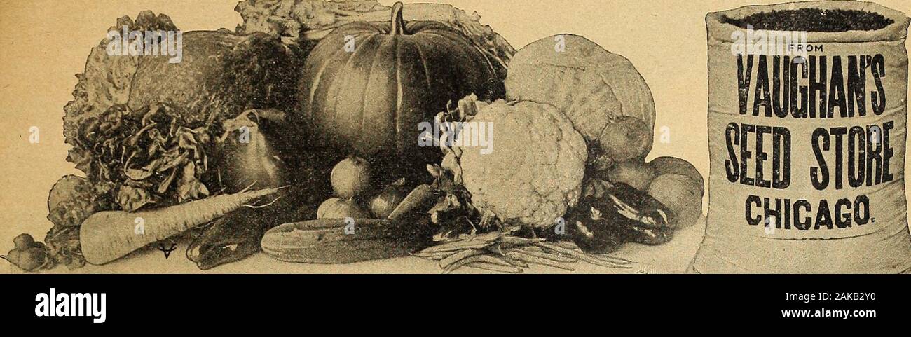 Vaughan's seed store . ge taille, leur forme closelyresembles ceux des dahlias, whilemany des ombres sont tout à fait nouveaux dans le Zinniafamily. Les plants sont grands et vigoureux et producetheir fleurs librement. Nous recommandons ce nouveau Zinniato qui apprécient tous quelque chose de nouveau et distinct dans anddesirable fleurs Pk + 25c LEHINCH LODGE SPECIALMIXTURE 4050 ZINNIAS. Ce mélange contient tout ce qui est bon, nouvelle, de choix et de rare dans les Zinnias, y compris l'Dahlia-Flowered colossale, Picotee, Cactus et Savoja types, andis sûr pour produire le plus agréable et le plus satisfactoryresults. 3 Pkts. pour 65C P Banque D'Images