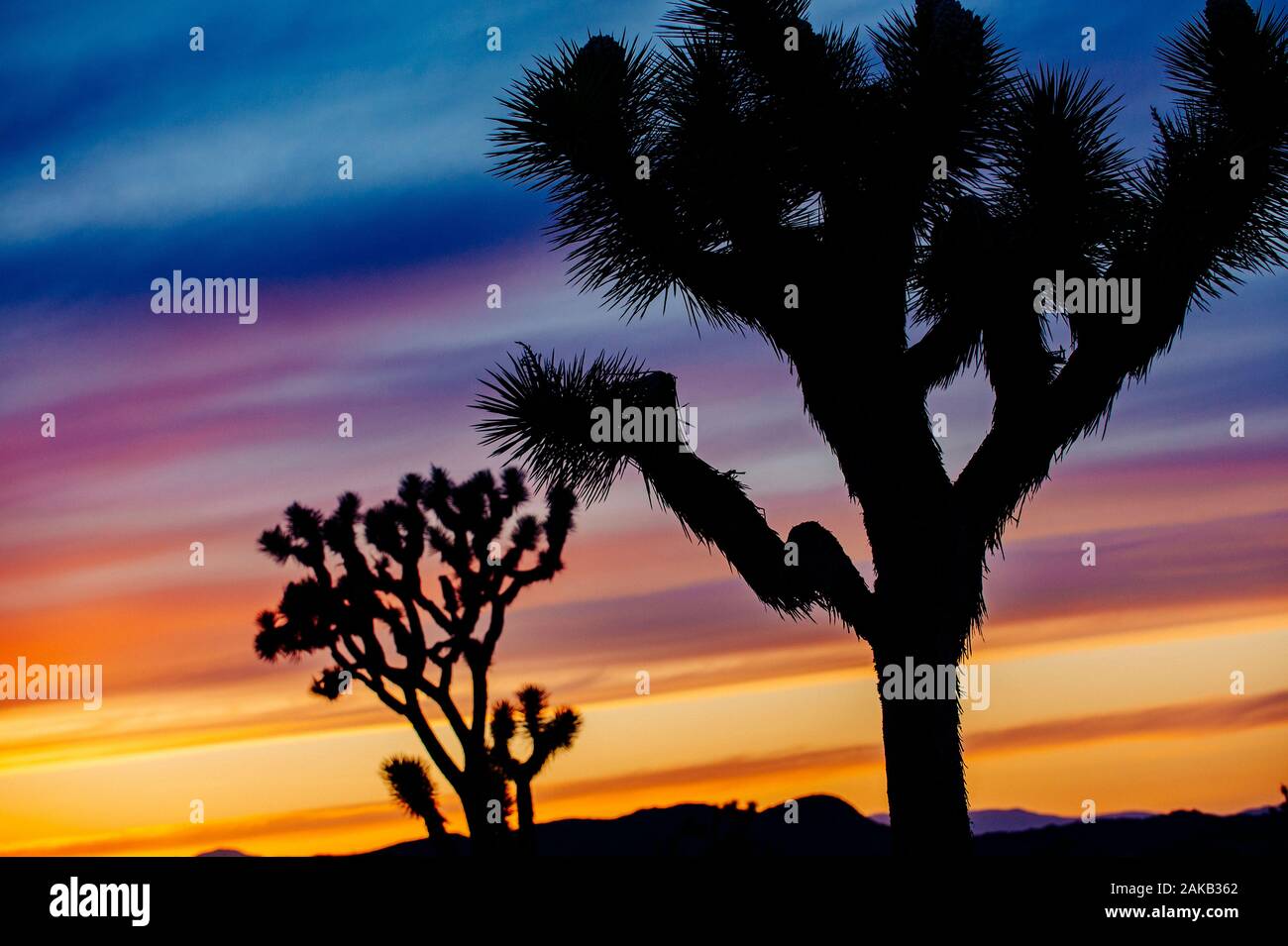 Joshua trees (Yucca brevifolia) qui se profile au coucher du soleil dans le désert, en Californie, USA Banque D'Images