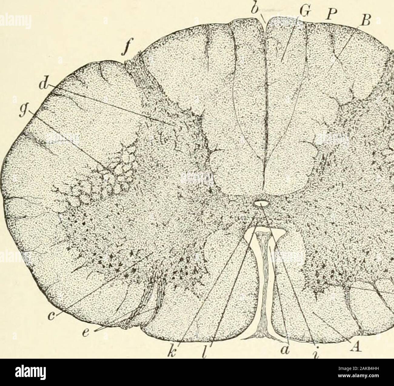 histologie de la moelle épinière de la dure mère