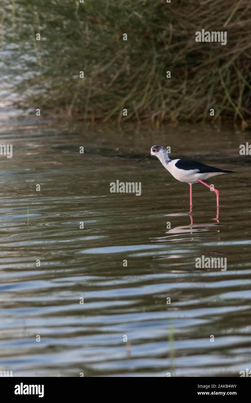 Oiseau d'eau (oiseau de pilotis présumé) marchant dans l'eau d'un lac à la recherche de nourriture Banque D'Images