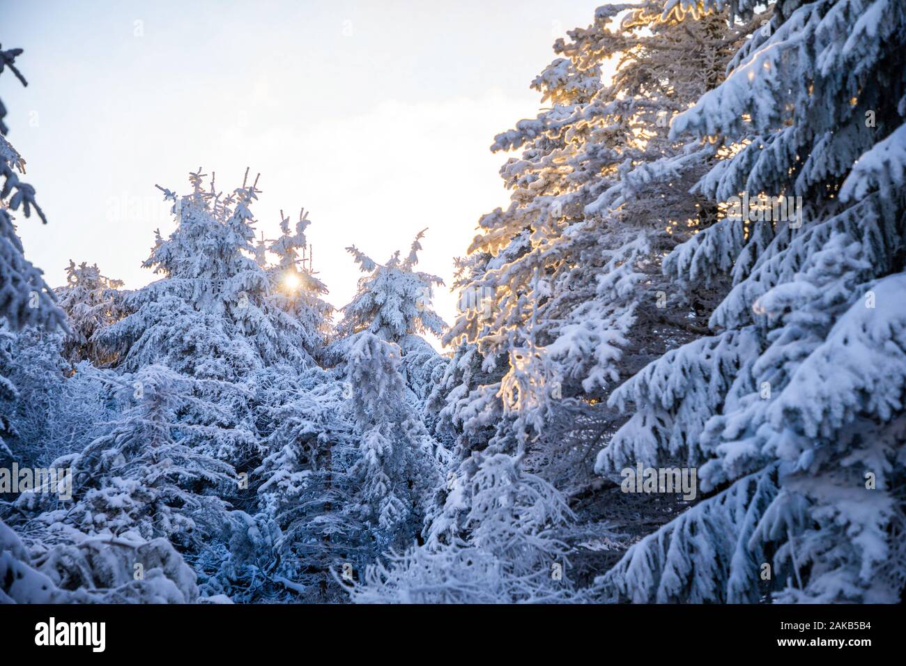L'épinette blanche couverte de neige fraîche aux beaux jours d'hiver en montagne, Liberec, République Tchèque Banque D'Images