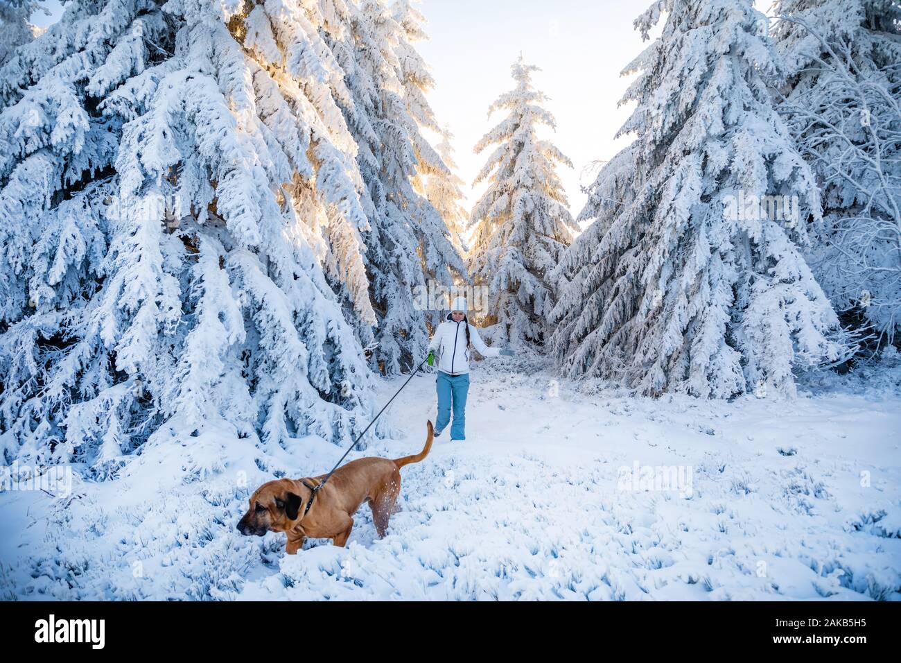 Young woman walking with dog entre arbres blanc recouvert de neige fraîche sur la montagne ensoleillée journée d'hiver de Banque D'Images