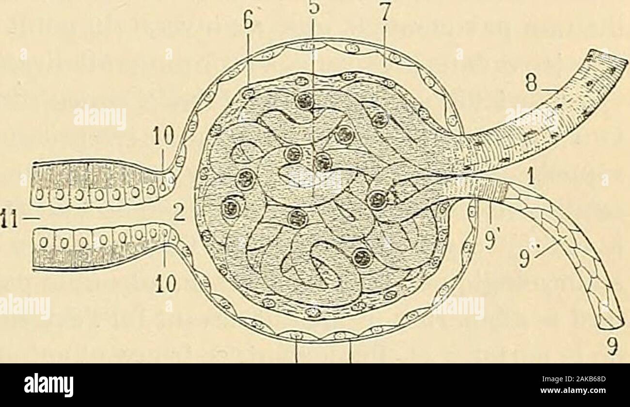 Traité d'anatomie humaine : Anatomie, histologie, développement descriptif  . Fig. 224. Les tubes de Bellini, vus surune coupe parallèle à  leurdirection (schématique). 1, une papille rénale (zone cribrosa).- 2,  tubes de Bellini. -