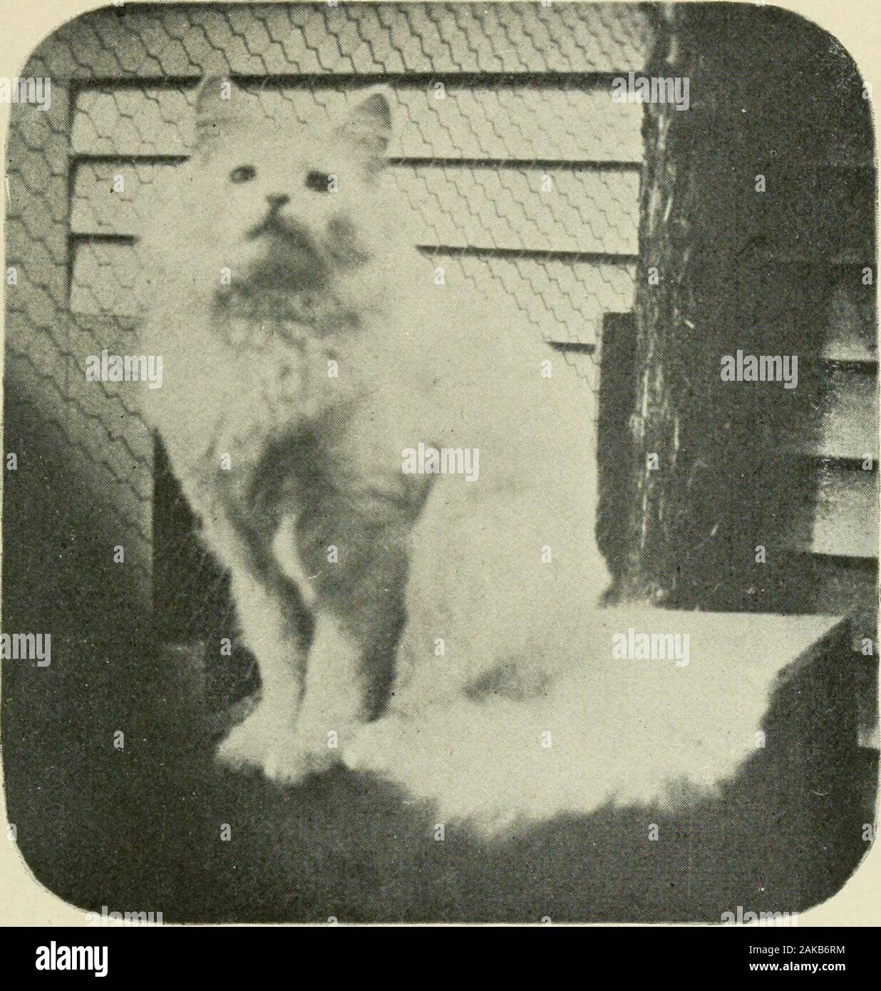Le Chat Angora Comment La Race Et Le Garder Airement Des Forts Et Nombreux Et De Plus Le Haselastic Pads Ou Coussins Compose D Une Masse De Graisse Et Fibroustissue