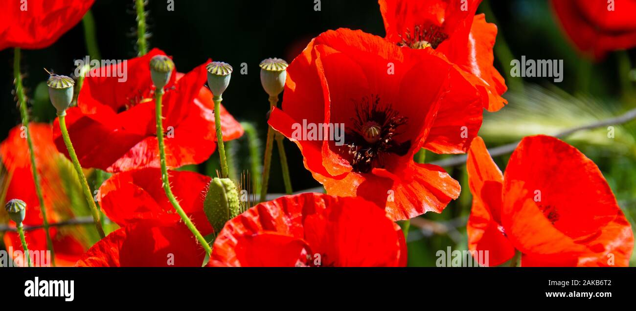 Close-up de fleurs de pavot rouge, Dorgali, San Teodoro, Sardaigne, Italie Banque D'Images