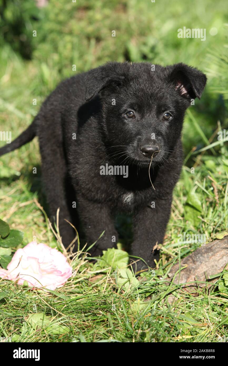Adorable chiot Berger allemand noir dans le jardin Photo Stock - Alamy