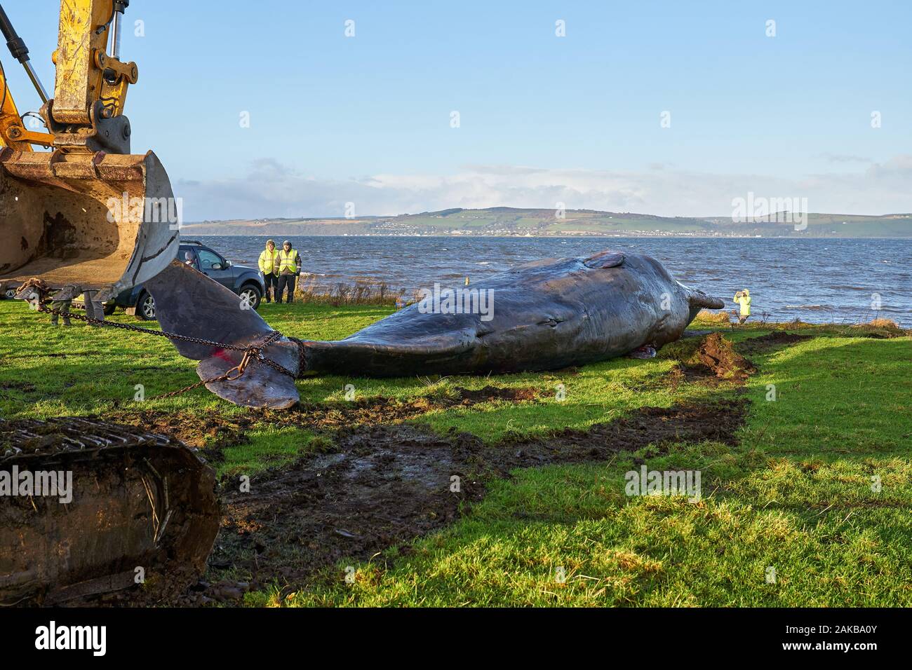 Plage Ardersier, Highlands, Moray, UK. 8 janvier, 2019. C'est un des lieux d'une grande baleine qui radeau ne s'et est mort à Ardersier, Moray Firth, Écosse. La baleine ios pour avoir une autopsie effectuée par l'animal marin écossais et régime permanent est d'être enterré dans un champ voisin. Credit : JASPERIMAGE/Alamy Live News Banque D'Images